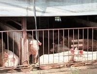 口蹄疫拡大の惨状、緩すぎた感染対策