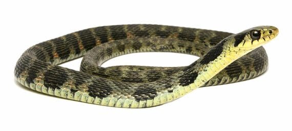 徳島県のヤマカガシの一例
