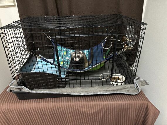 フェレットの飼育セット