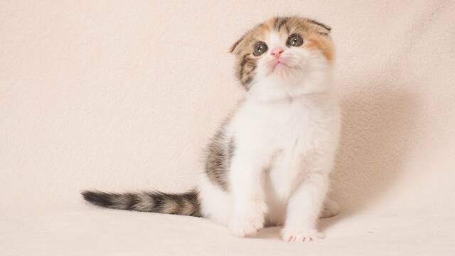 猫が飼い主の顔色を読んで振る舞っている証拠 ペット 東洋経済オンライン 社会をよくする経済ニュース