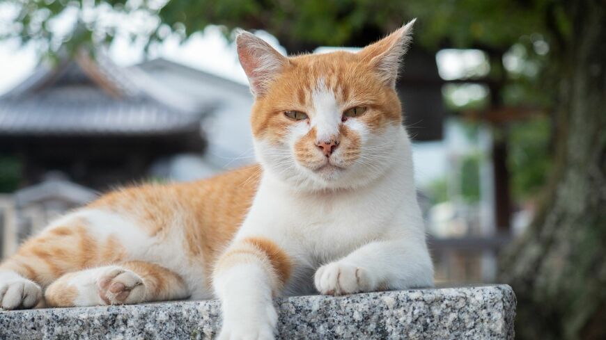 猫は私たちが想像する以上にあらゆるものを食べていた……？（写真：T-INO／PIXTA）