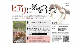 日本はヒアリの息の根を本当に止められるか