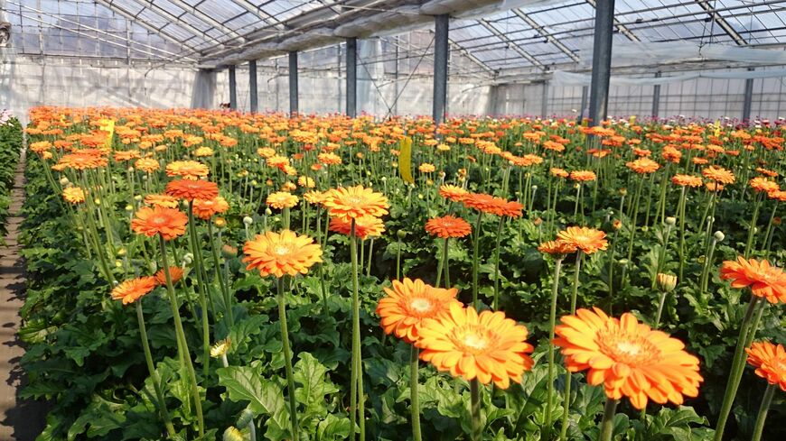 温室で生産されるガーベラ（写真提供：浜松PCガーベラ）