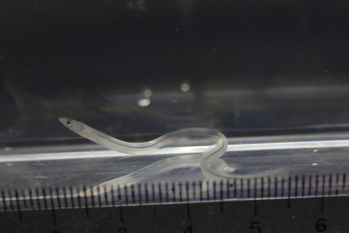 養殖に用いるシラスウナギは、国内の池入量に上限が設けられている（写真：こばやん／PIXTA）