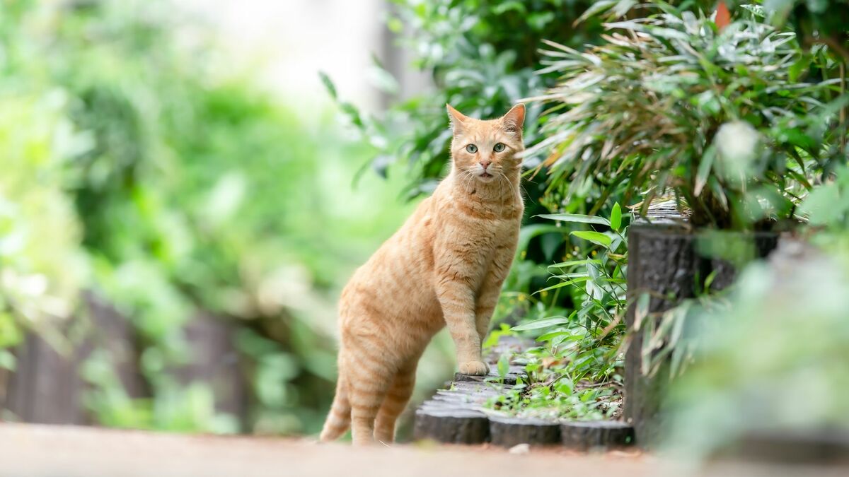愛猫を失った男性の｢ネコは外が幸せ｣という誤解 ｢快適な縄張り｣さえあれば室内でも十分に満足 | 動物・植物 | 東洋経済オンライン