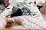 抗がん剤の副作用もあり、週の半分ほどは昼間も寝ています。犬と猫が添い寝します（足の甲のむくみがすごい）（筆者撮影）