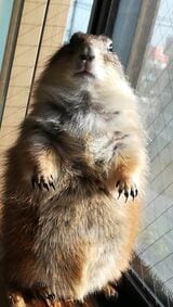 まる子さんの運命を変えた牡丹ちゃん（写真提供：まる子さん）