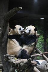 シャオシャオ、レイレイ。2023年1月2日撮影（写真：高氏さん提供）