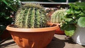 サボテンやアサガオの盆栽は存在する？ 世界のエリートは知っている｢盆栽｣と｢鉢植え｣の決定的な違い