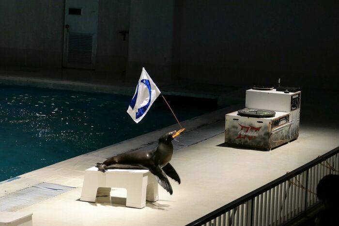 いるか・あしかパフォーマンス