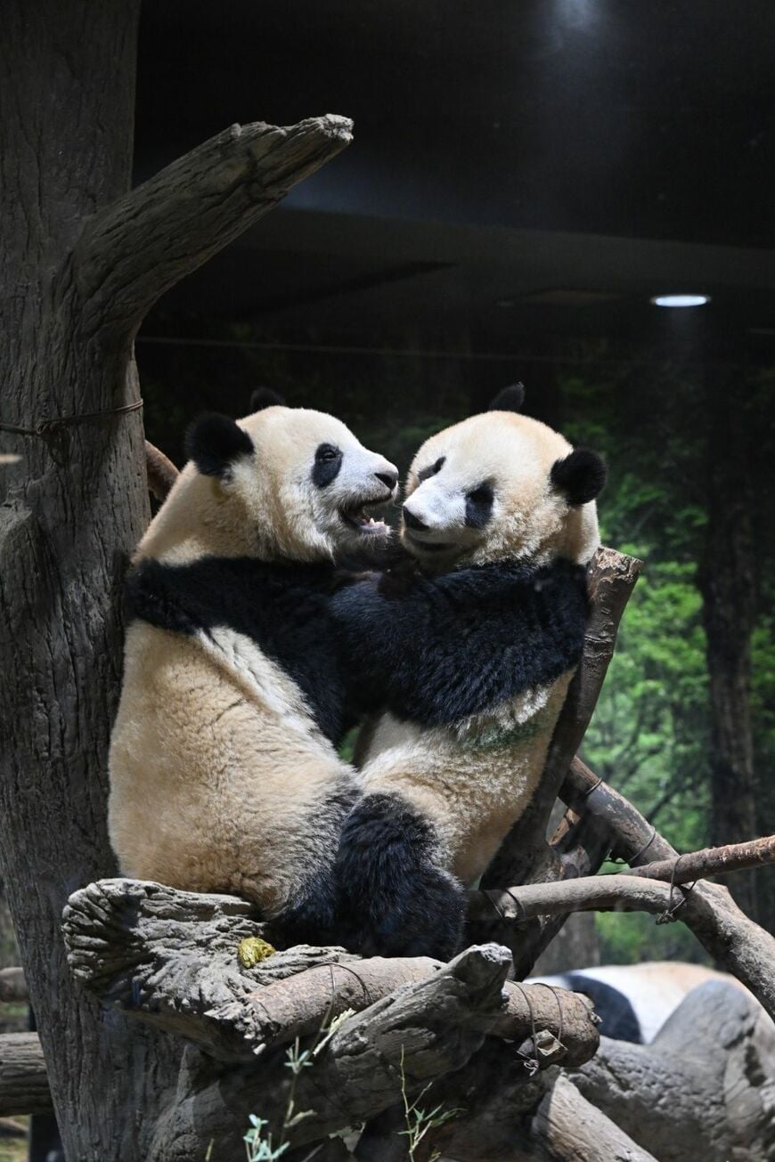 シャオシャオ、レイレイ。2023年1月2日撮影（写真：高氏さん提供）