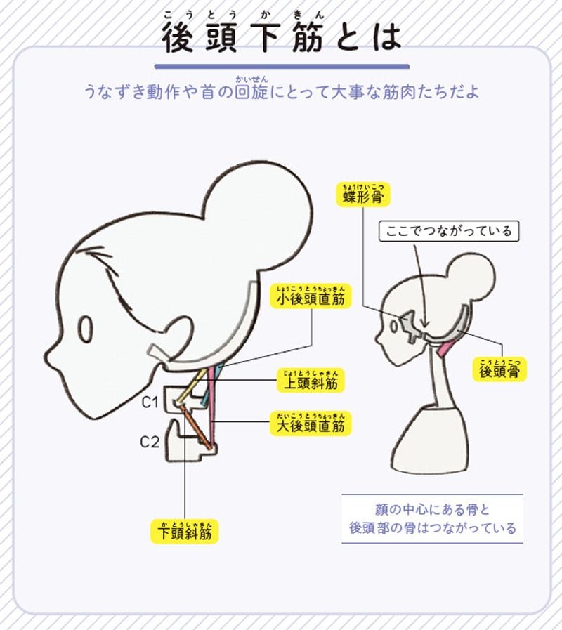 （画像：『世界一わかりやすい 筋肉のつながり図鑑セルフケア編』より）