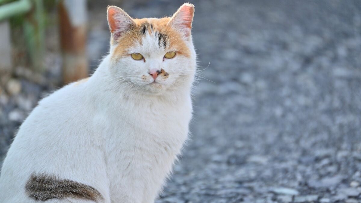 猫の殺処分ゼロとTNR