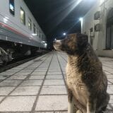 夜行列車と野犬（筆者撮影）