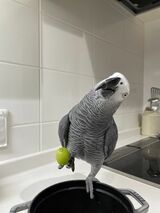 キクノスケくんは、好きな言葉はすぐ覚えるが、絶対に覚えない言葉もあるという（写真提供：カマタさん）