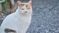 心痛む猫の｢殺処分｣､ゼロへのカギは｢野良猫対策｣にあり！無責任な善意が招く課題とデータが示す｢TNR｣の重要性