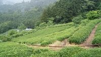 100gで1万円！高級茶葉農園の並外れた情熱 繊細な｢茶葉づくり｣の常識を破り続けた