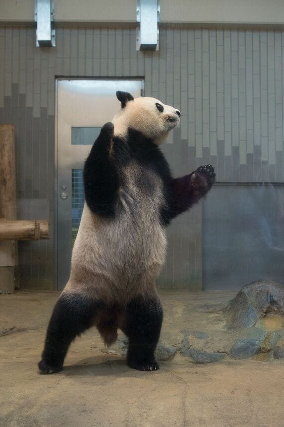 シンシン。2015年7月24日撮影（写真：高氏さん提供）