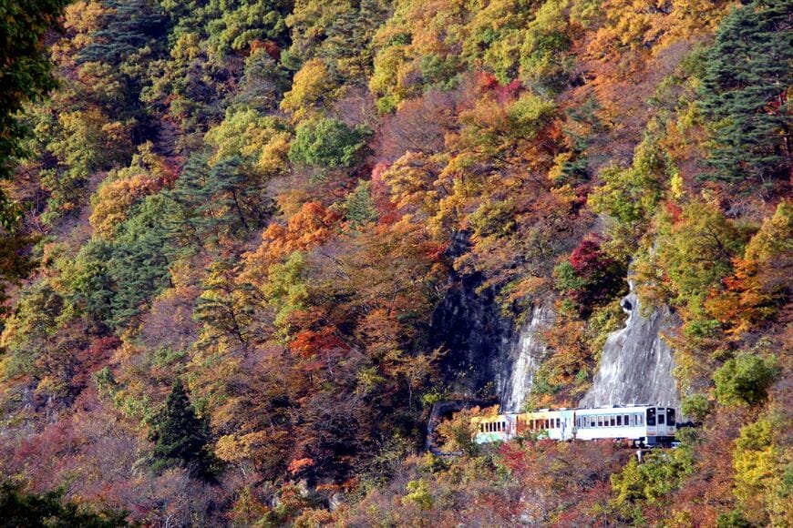 一面の紅葉の中を走る会津鉄道の列車（撮影：南正時）