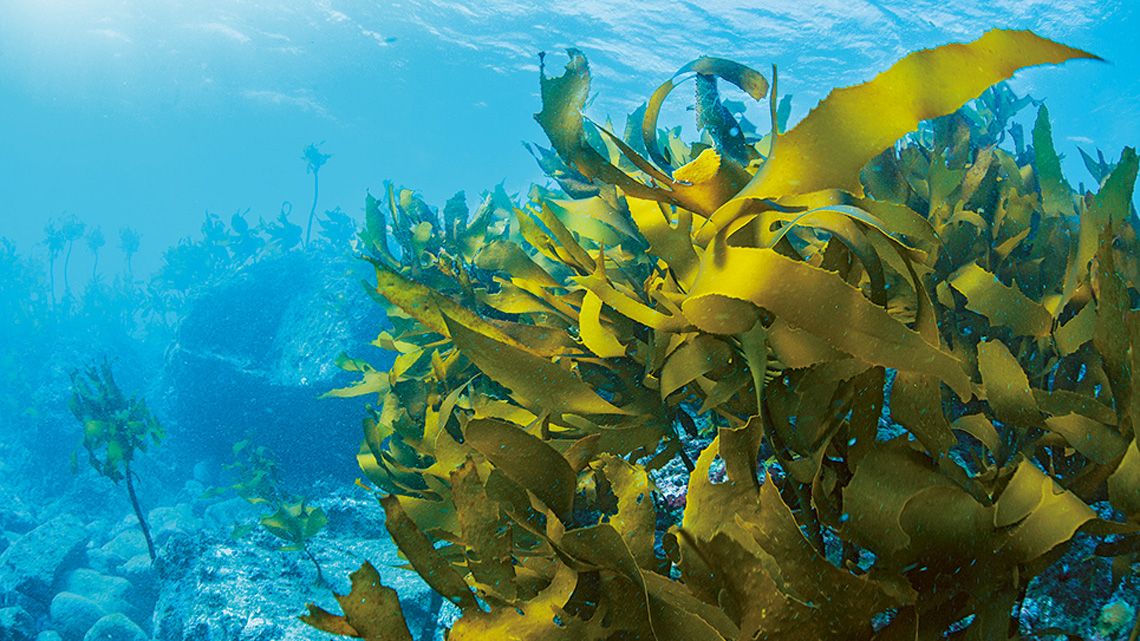 海底に漂う海藻のイメージ画像