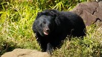 ｢命に別状なくても｣心身に残る"クマ外傷の実態"