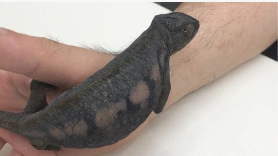 緊張で真っ黒に変化したカメレオン