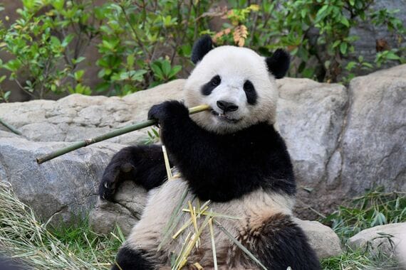 シャオシャオ、2023年5月26日撮影（写真：高氏さん提供）