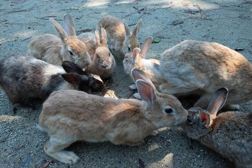 大久野島のうさぎたちは、人を見ると駆け寄ってくる