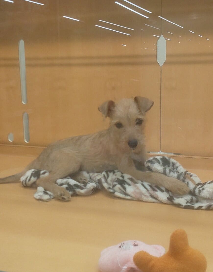 ペットショップの店頭に並ぶミックス犬（ミニチュア・シュナウザー×イタリアン・グレーハウンド）（写真：筆者撮影）
