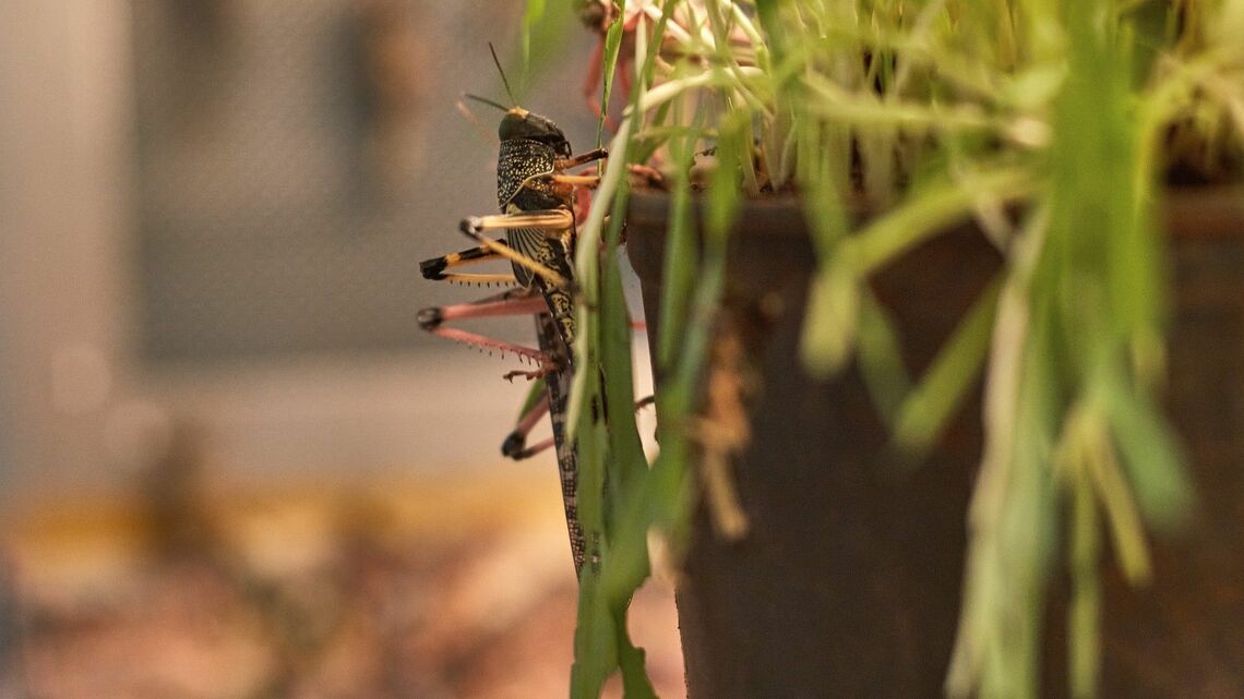 バッタの生態研究から人間の食欲の謎に迫ることができる(写真:picture alliance /Getty Images)