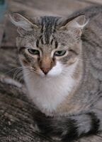 ただ、ぼうっとして耳をすませば、忘れられることもある