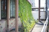 窓の外には自家製グリーンカーテン（筆者撮影）