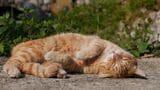 フランス南東部にある町エズで朝早く出会った。他人行儀だった猫も太陽が高くなりポカポカしてくると、「僕は日向ぼっこの達人なんだ。見て！」と、日光を浴びながら気持ちよく寝る技を披露してくれた（写真：新美敬子）