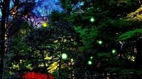 ｢ほたるの夕べ｣が60年以上続いているワケ 椿山荘で楽しめる幻想的な光景