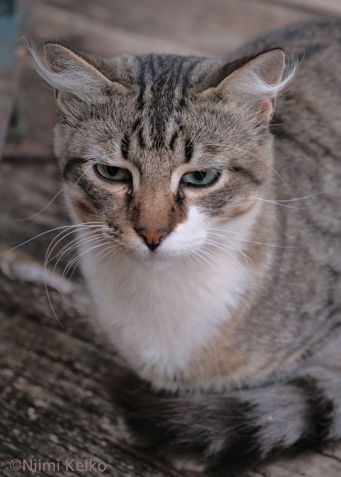 ただ、ぼうっとして耳をすませば、忘れられることもある