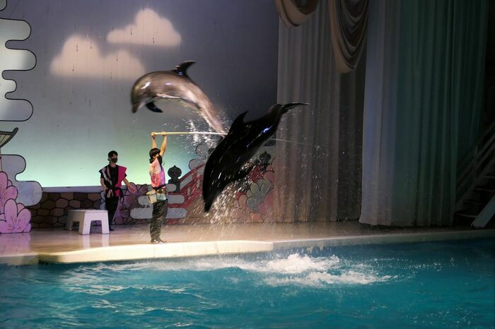 いるか・あしかパフォーマンス