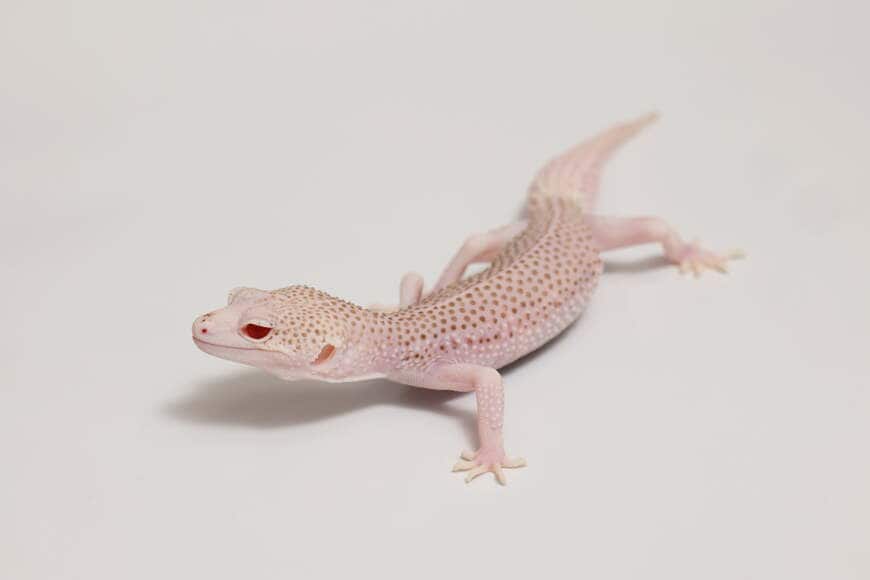 ヒョウモントカゲモドキ（スーパーレーダー）①（撮影：尾形文繁／撮影協力：LUCK UP Reptiles）