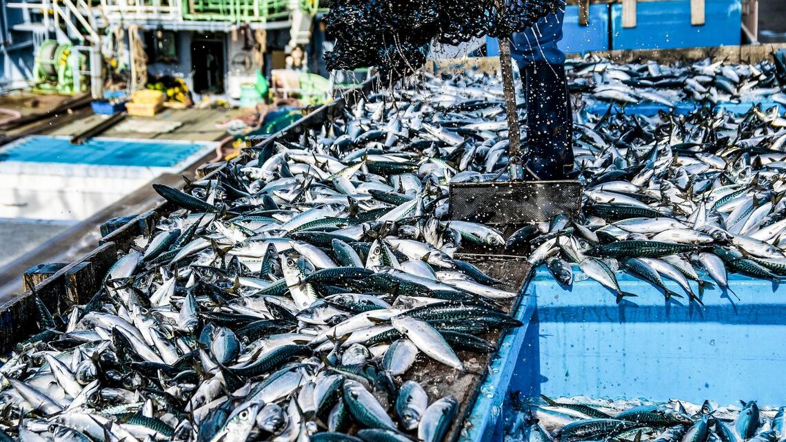 大量の魚が水揚げされている様子