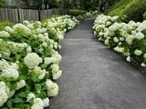 アジサイの名所である「強羅公園」（筆者撮影）