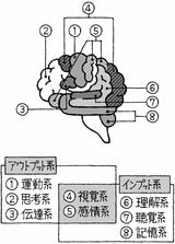 （出所：『1万人を診た脳内科医がすすめる すごい行動力』）