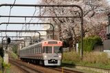 桜のシーズンには多くの花見客でにぎわう井の頭線（撮影：南正時）