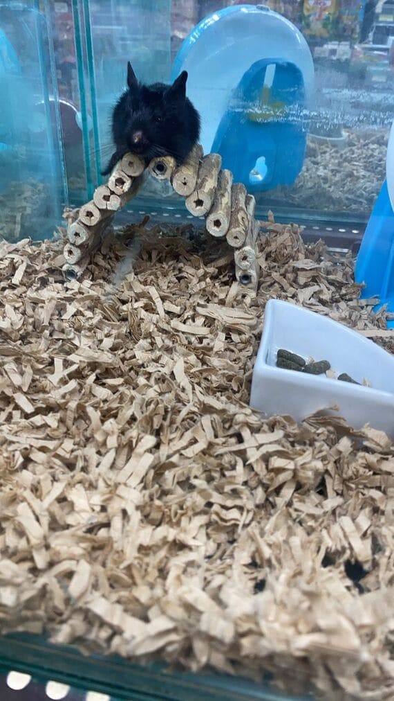 初めてみたデグー