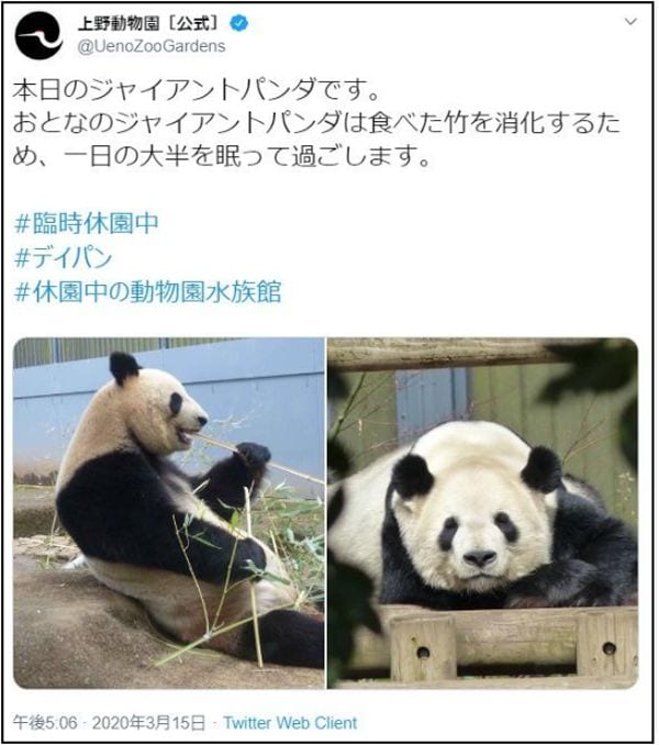 自宅でも パンダ鑑賞 楽しむための動物園の策 Aera Dot 東洋経済オンライン 社会をよくする経済ニュース