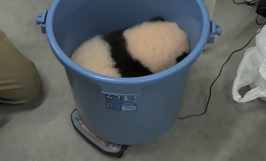 バケツに雄の赤ちゃんを入れて体重測定。9月20日（89日齢）。画像は動画からの切り出し（画像：公益財団法人東京動物園協会提供）