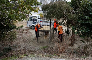 Wild boars offer challenge for homecomers in radiation-hit Fukushima