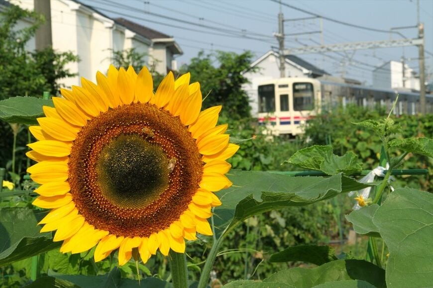 真夏のヒマワリと9000系（撮影：南正時）