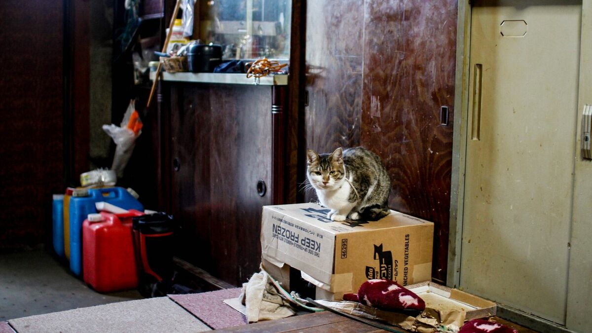 ｢ゴミ屋敷で猫と暮らす｣吉本ばなな氏の家族の姿に､かつて｢動物がすべて｣だった虐待サバイバーの私が"