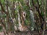 森で遭遇したメスジカ（写真：筆者撮影）