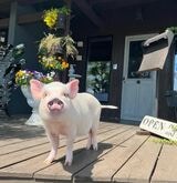 ブタOKのカフェの前で記念撮影（写真提供：しおりさん）