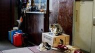 ｢ゴミ屋敷で猫と暮らす｣吉本ばなな氏の家族の姿に､かつて｢動物がすべて｣だった虐待サバイバーの私が"共感した"ワケ